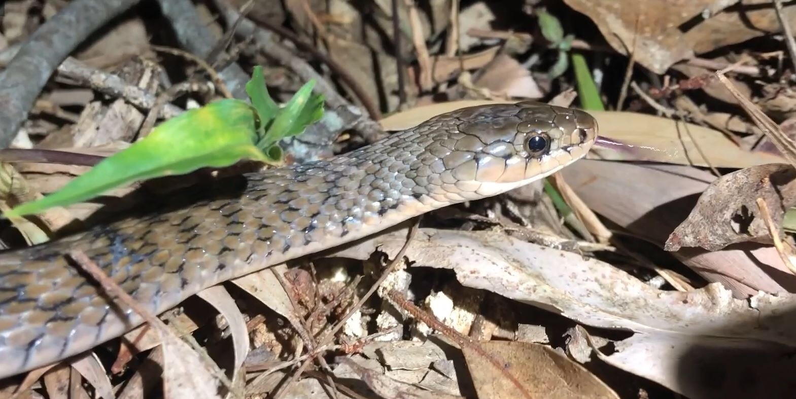 Keelback Snake Freshwater Snake Snake Rescue Sunny Coast Keelback Snake Freshwater Snake Snake Rescue Sunny Coast