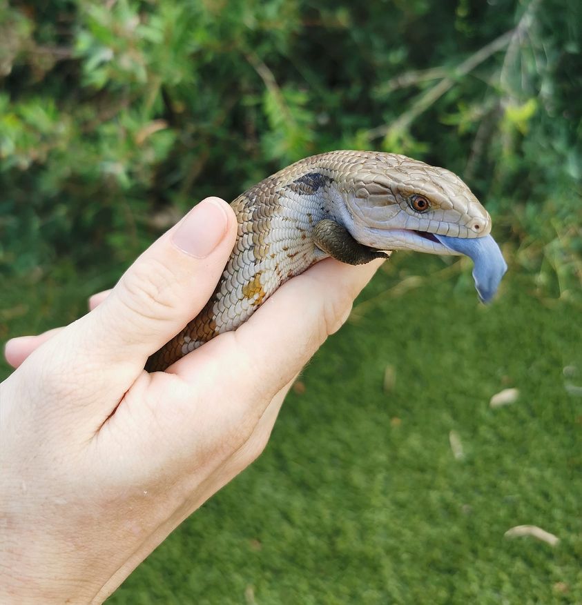 Blue-Tongued Lizard