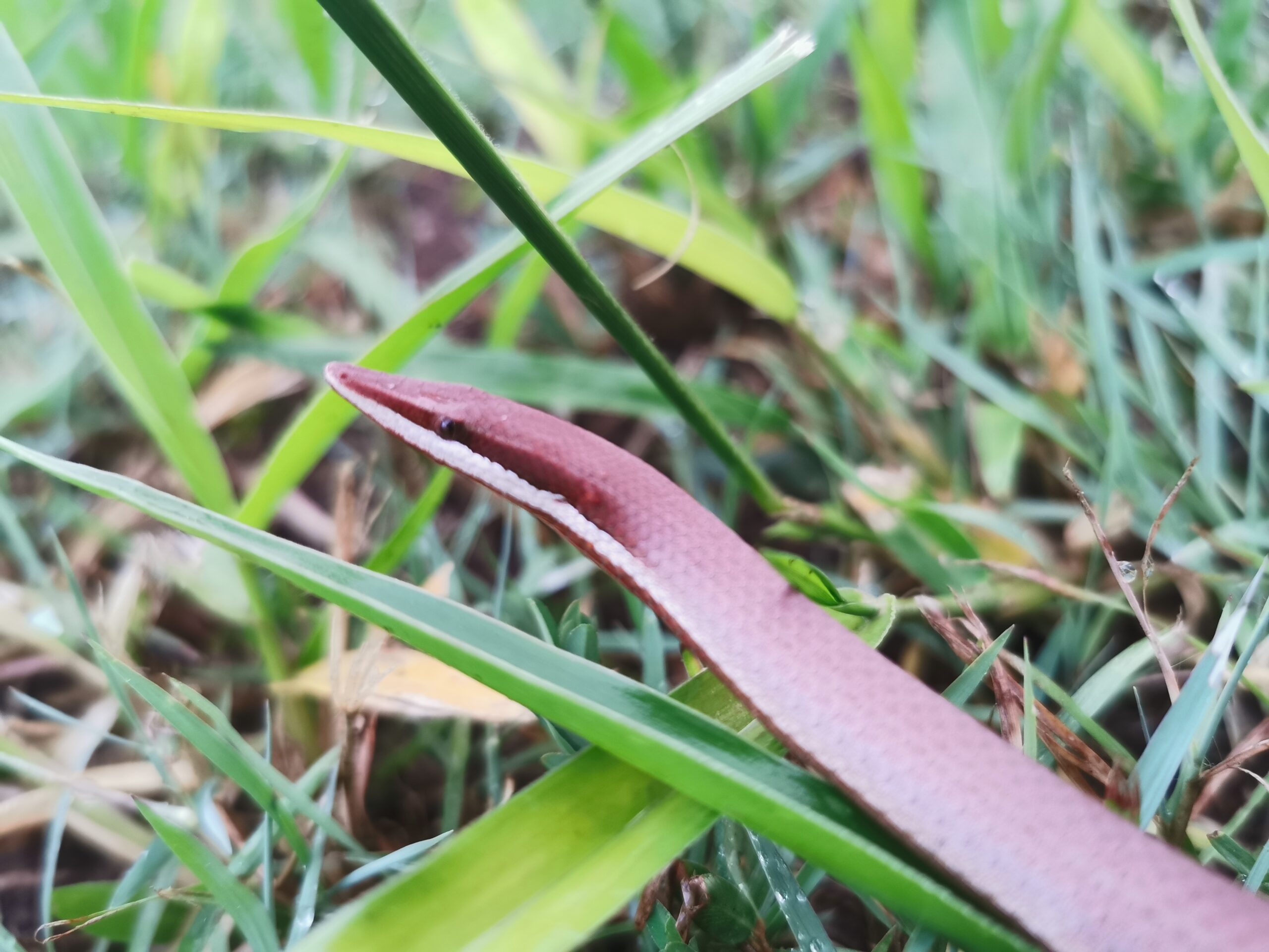 Burton’s Legless Lizard Sunshine Coast Reptiles Snake Rescue
