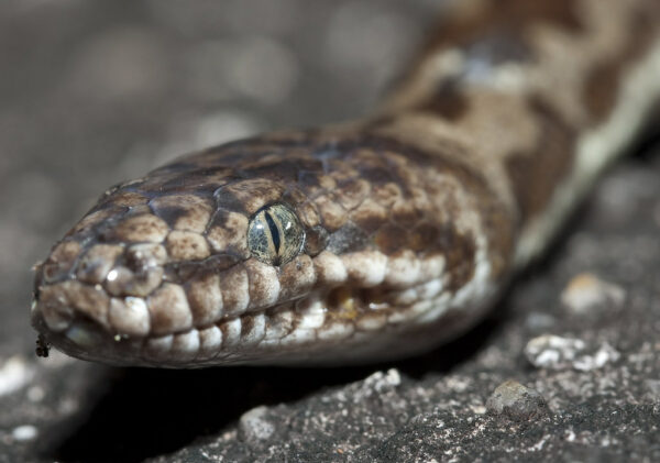 Snake Identification | Sunshine Coast Snakes | Snake Rescue
